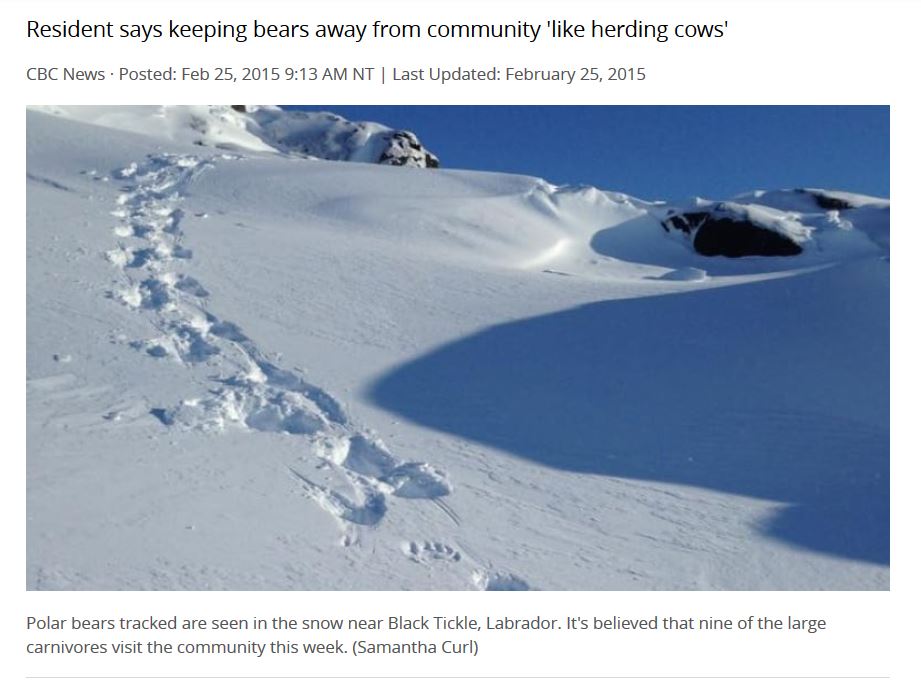 Polar bear tracks_25 Feb Labrador 2015 CBC