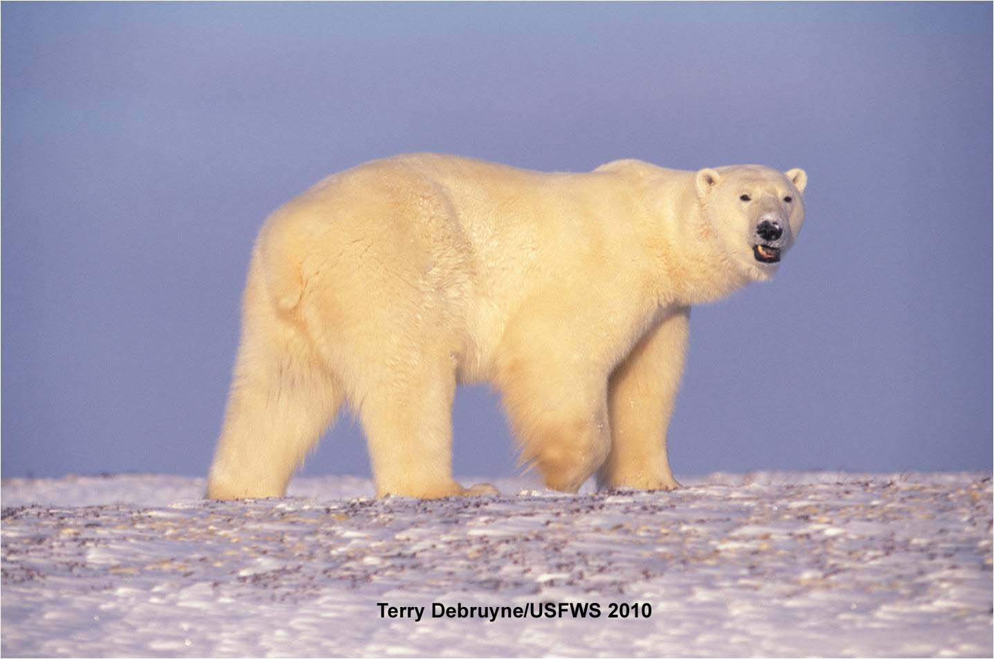 polar_bear_in fall terry debruyne_usfws nov 10 2010_w label_sm