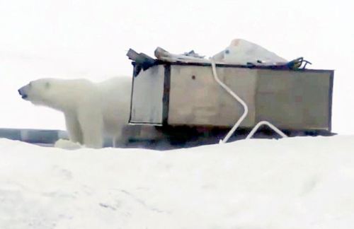 Belushaya Guba lurking bear_Daily Mail_11 Feb 2019