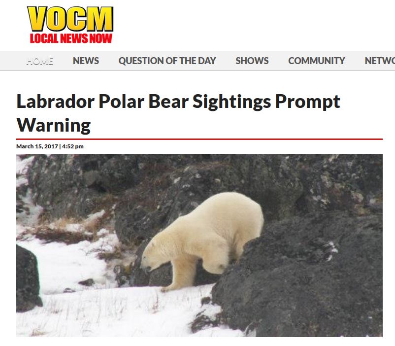 Black Tickle bears again 15 March 2017 headline VOCM