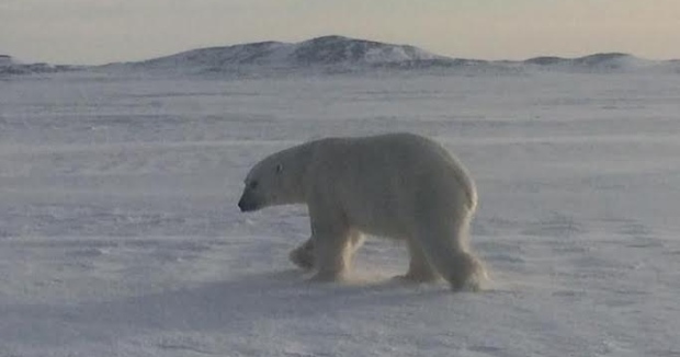 Black Tickle polar-bear-7 March 2017 Kim Penney photo shared CBC