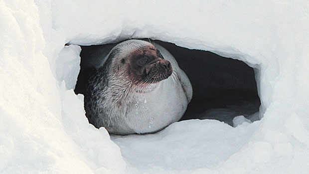 Ringed seal Barrow AK_Brendan Kelly