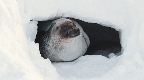 Ringed seal Barrow AK_Brendan Kelly