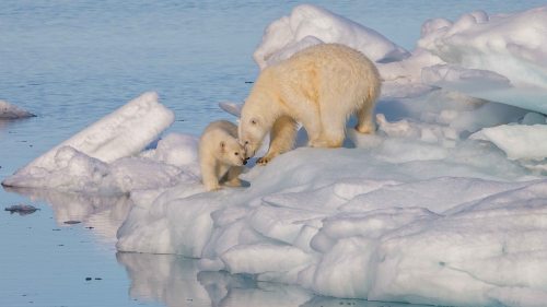 Polarbear1_wikimedia_Andreas Weith photo Svalbard sm