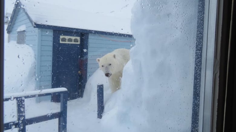 Batteau-labrador Carrie Dyson photo 17 April 2019