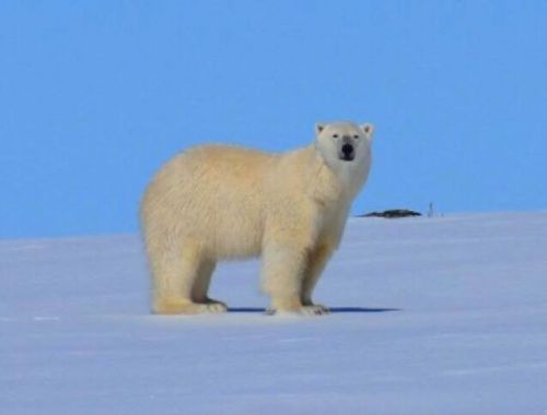 Black Tickle 14 April 2019 Tara Keefe photo 1