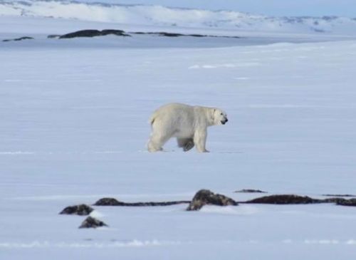 Black Tickle 14 April 2019 Tara Keefe photo 2