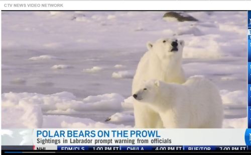 CTV News on pb sightings Labrador as climate change warning