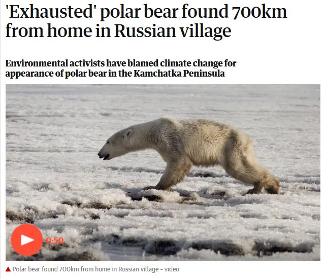 Exhausted polar bear Kamchatka_Guardian headline_18 April 2019