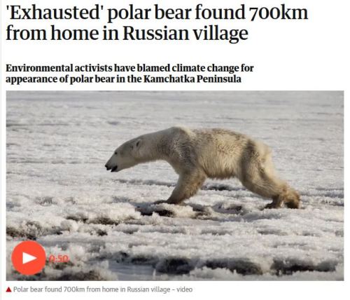 Exhausted polar bear Kamchatka_Guardian headline_18 April 2019