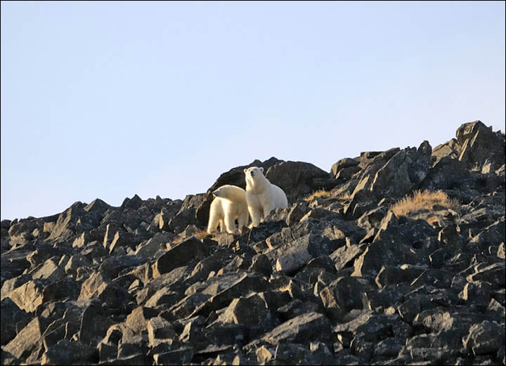 Polar bears on the cliff at Cape Kozhevnikov Maxim Deminov WWF from Siberian Times 2017