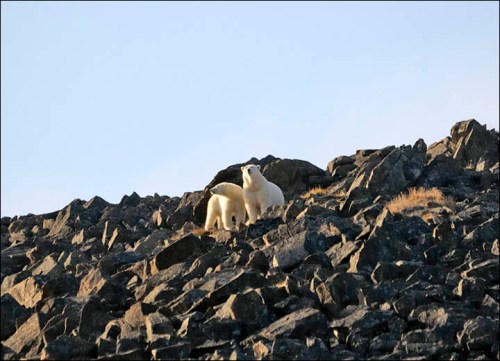 Polar bears on the cliff at Cape Kozhevnikov Maxim Deminov WWF from Siberian Times 2017