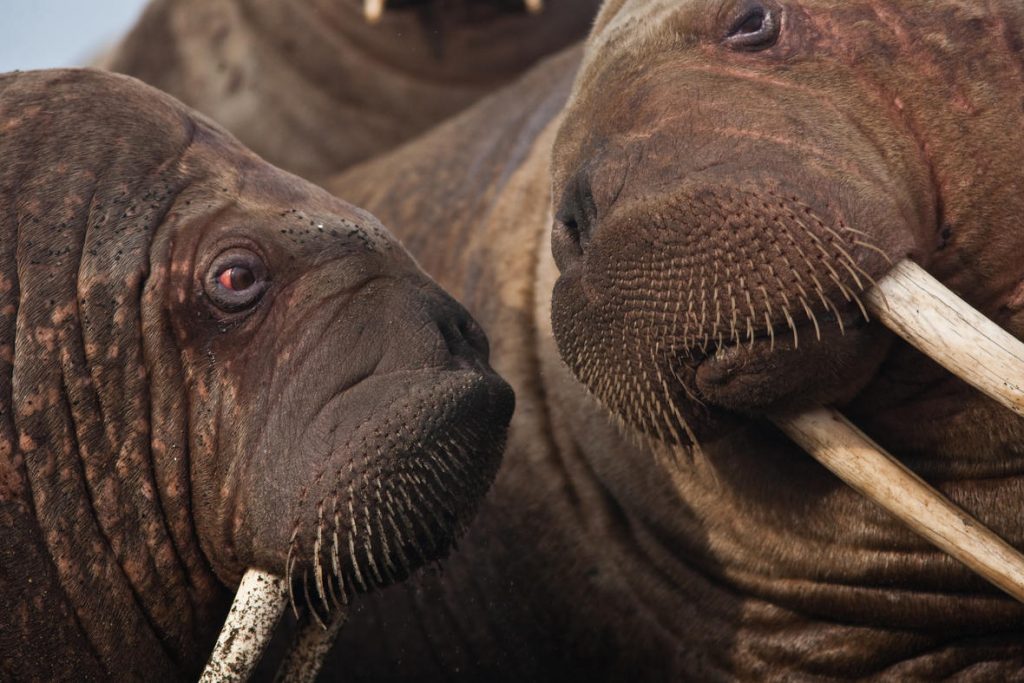 walruses2-1024x683_USGS