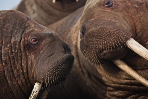 walruses2-1024x683_USGS