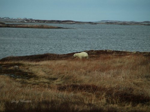Westleyville polar bear visit_14 April 2019 JoeyMarie Winter facebook