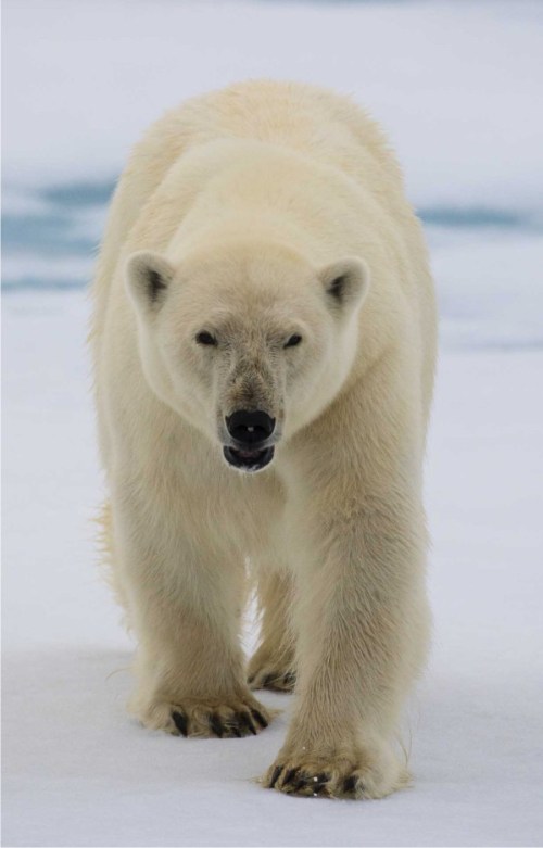 Cover photo Ole J Liodden small web