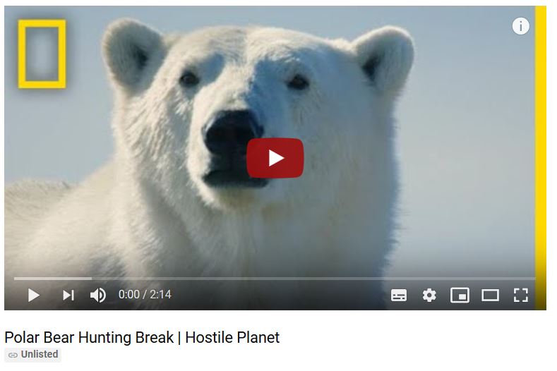 Polar bear hunting beluga_Nat Geo 11 April Hostile Planet clip starving