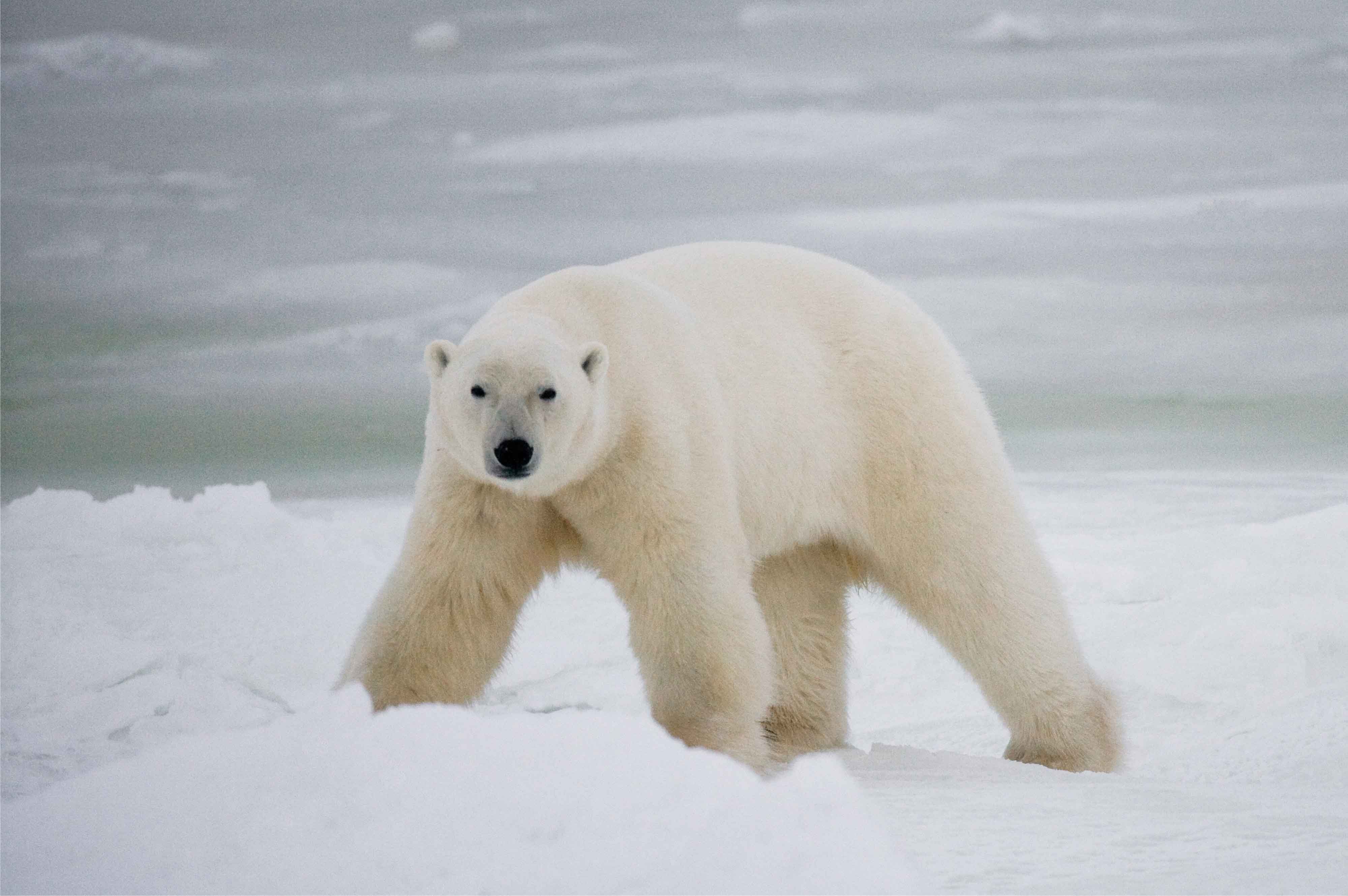 Walking bear shutterstock_329214941_web size