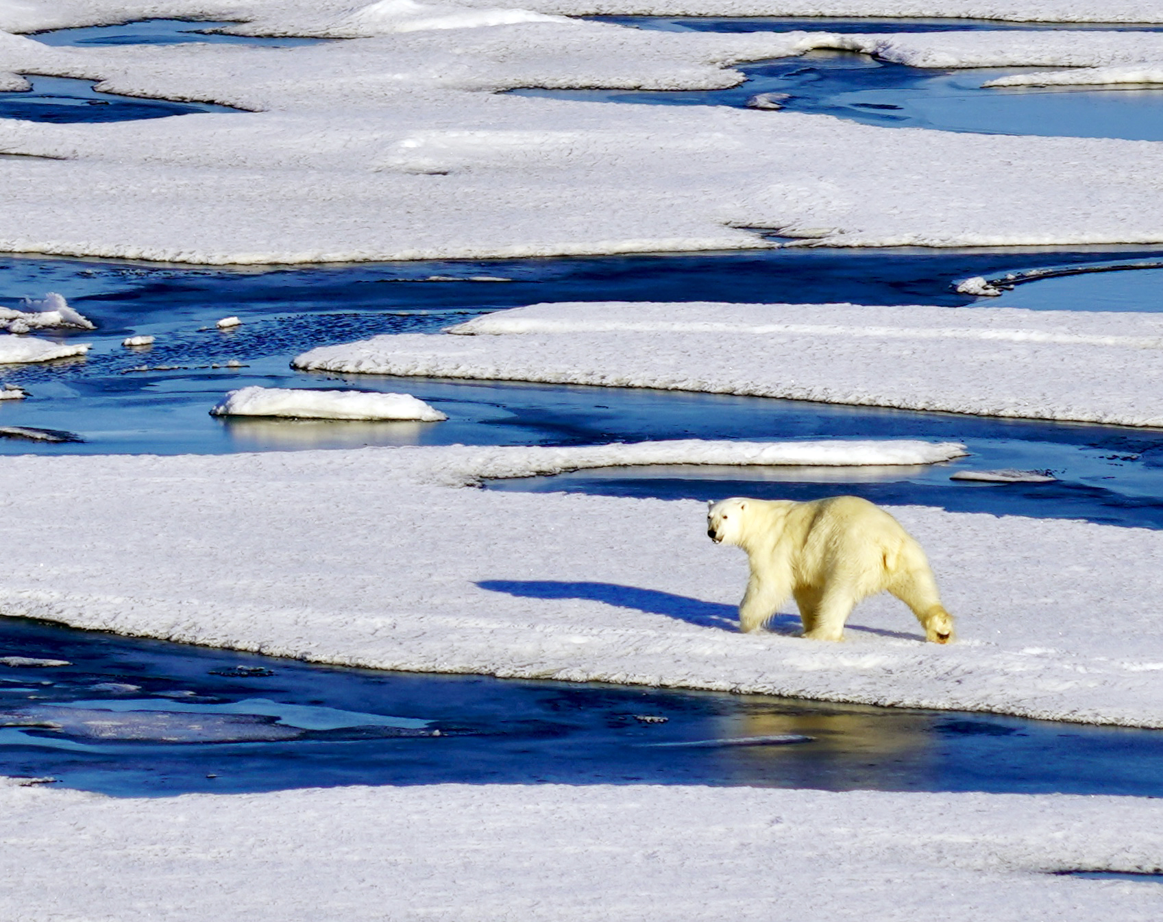 Chukchi Sea polar bear Arctic_early August 2018_A Khan NSIDC