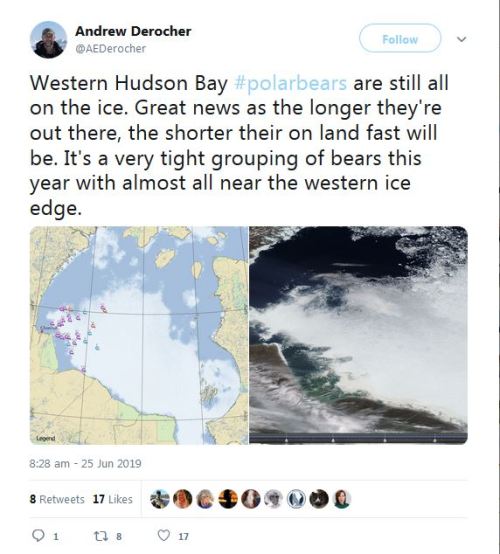 Derocher 2019 WHB collared females 25 June all bears still on the ice