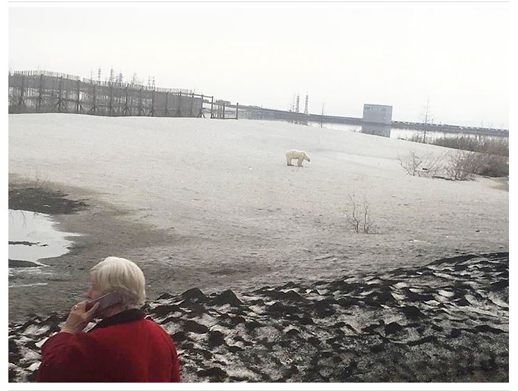Norilsk starving bear 17 June 2019 Siberian Times photo