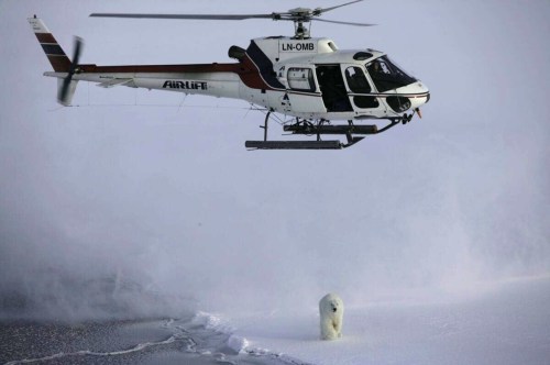 Svalbard polarbear-helicopter-npolar-framcentre