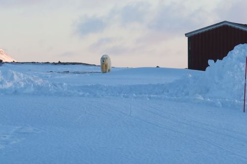 Bear island 8 March 2019_first bear seen by Meteorological Institute station crews since 2011_Bjørnøya Meteorological Station photo