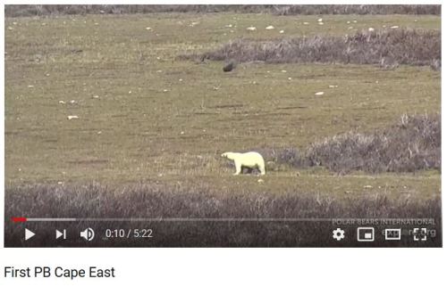 Churchill_first polar bear at Cape Churchill 5 July 2019 on explore dot org cam screencap