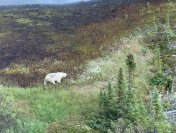 Fat pb spotted by RCMP outside Gillam during manhunt 27 July 2019