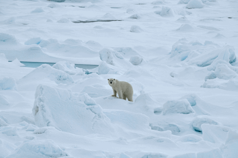 Franz Josef Land polar bear 2019 no date_Photo by Michael Hambrey_sm