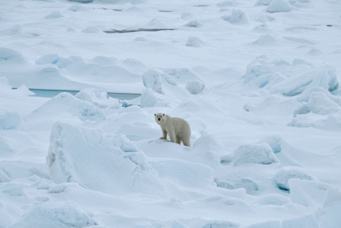 Franz Josef Land polar bear 2019 no date_Photo by Michael Hambrey_sm