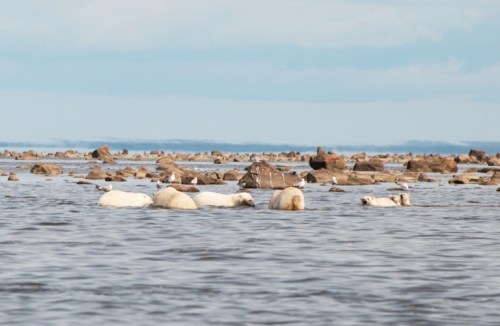 Polar bear familes eating beluga Seal River Lodge_week of July 11-18_Paul Scriver photo
