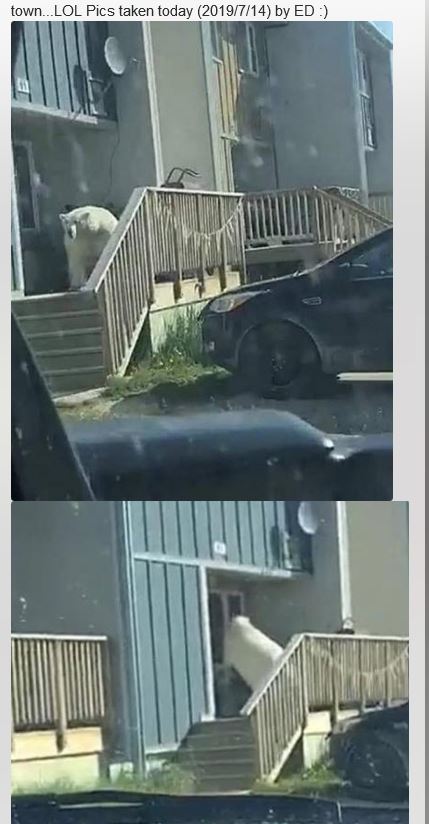 polar bear in Churchill 14 July 2019 photo by ED