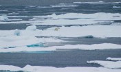PolarBearCV1_USGS_2009