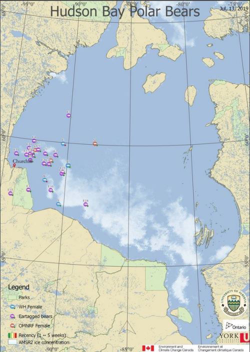 WH polar bears Derocher tags_2 females ashore_13 July 2019