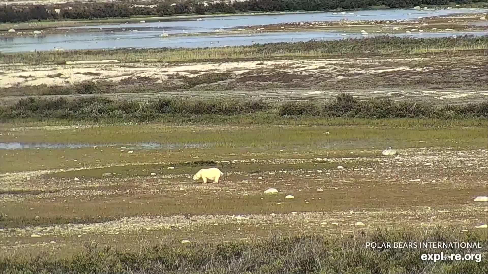 churchill-fat-bear-cape-east-23-aug-2019_explore-dot-org-cam.jpg