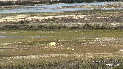 churchill-fat-bear-cape-east-23-aug-2019_explore-dot-org-cam.jpg