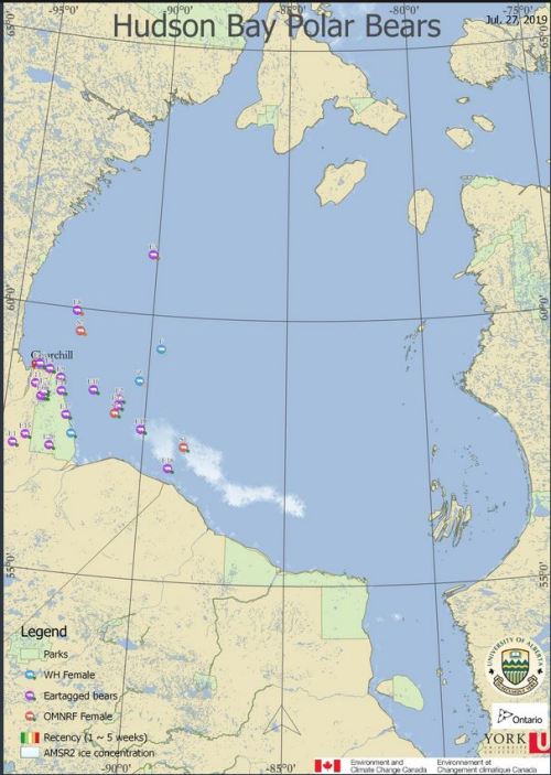 Derocher 2019 WHB 12 pbs ashore 12 still on ice with some unaccounted for at 27 July chart