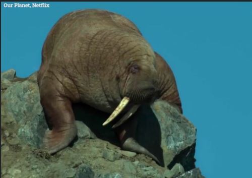 Netflix falling walrus clipped from trailer 01