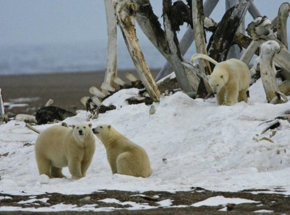 berring sea originals fish and polar bear and hunter vs. Ringed Seal and the diets Polar Bear Horizon (Smithsonian Oceanic):