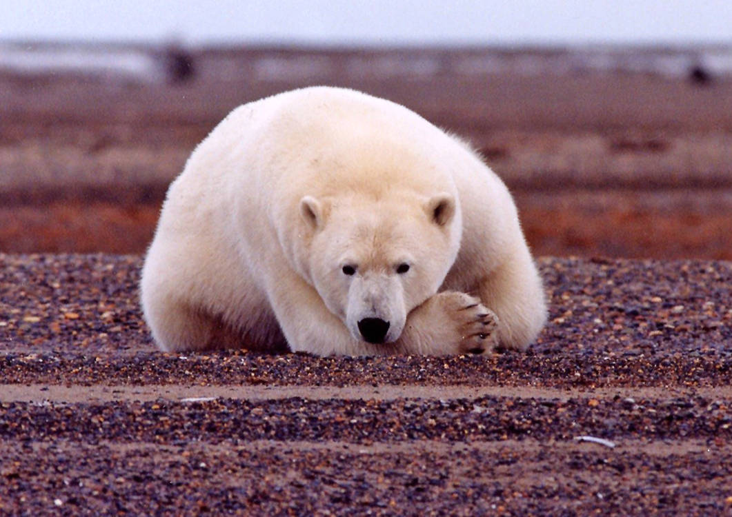 Polar_bear_resting_but_alert_original USFWS