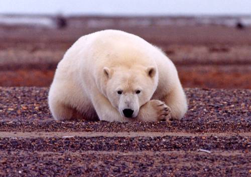 Polar_bear_resting_but_alert_original USFWS