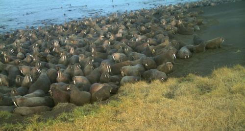 Walrus at Point Lay from trail camera in 2015 USFWS