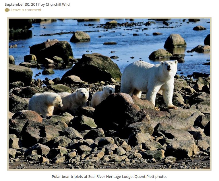 Churchill Seal River Lodge triplets_30 Sept 2017