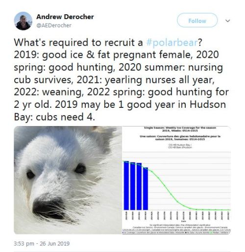 Derocher 2019 WHB it takes 4 years to recruit a polar bear 26 June