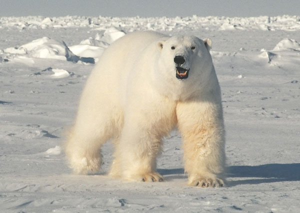 PolarBearLG_USGS