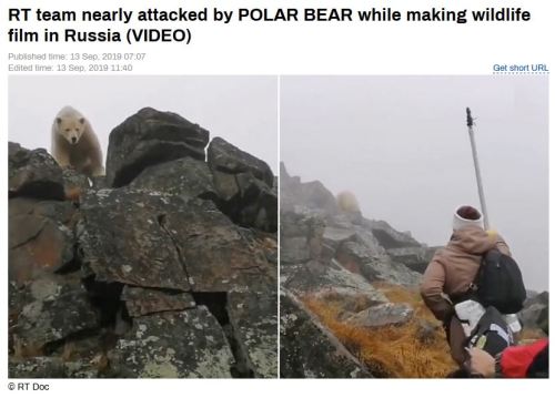 WWF and RT journalist fend off polar bear as they film walrus in Russia_13 Sept 2019 headline