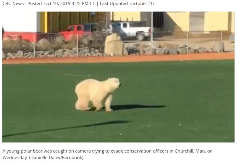 polar bear churchill 9 Oct 2019 Danielle Daley photo
