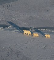 Churchill pbs checking the ice 10 Nov 2019 Amanda Atarling photo