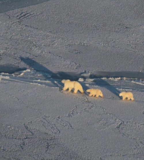 Churchill pbs checking the ice 10 Nov 2019 Amanda Atarling photo